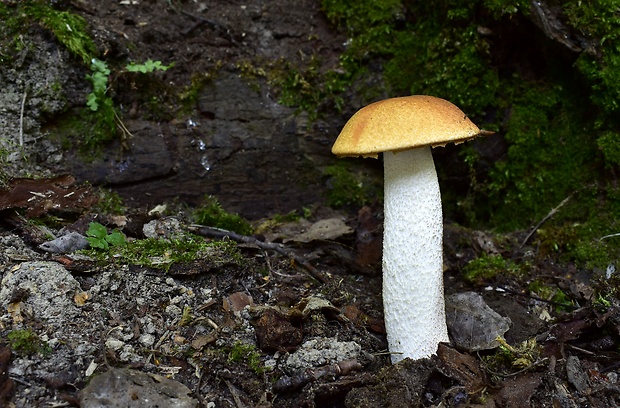 kozák osikový Leccinum albostipitatum den Bakker & Noordel.