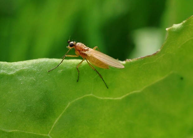 mušička Lonchoptera bifurcata