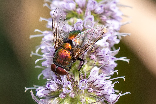 Bzučivka zlatá ♂ Lucilia caesar (Linnaeus, 1758)