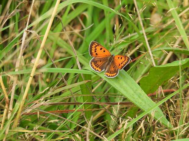 ohniváčik veľký Lycaena dispar