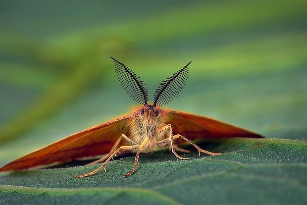 piadivka purpurová (sk) / rudopásník šťovíkový (cz) Lythria purpuraria (Linnaeus, 1758)