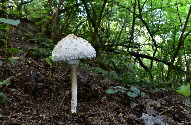 bedľa vysoká Macrolepiota procera (Scop.) Singer