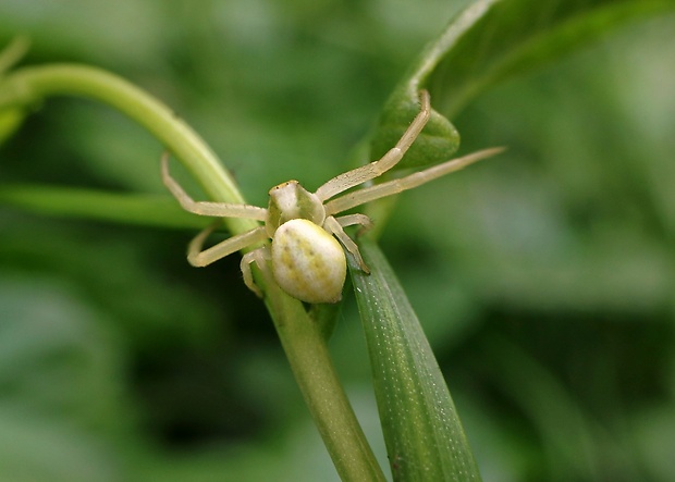 kvetárik dvojtvarý Misumena vatia