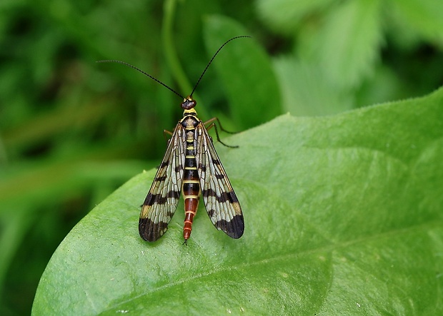 srpica obyčajná Panorpa vulgaris