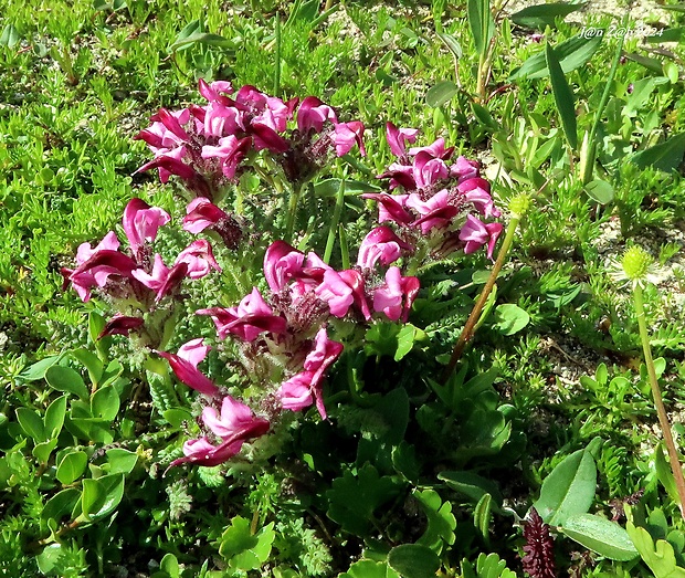 všivec Pedicularis asplenifolia Floerke ex Willd.