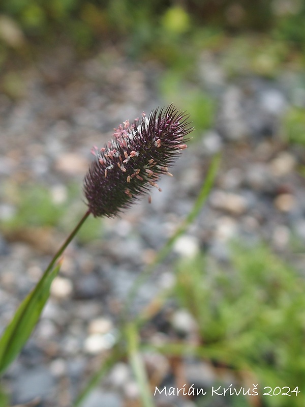 timotejka švajčiarska Phleum alpinum