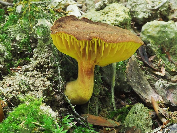 lupeňopórovec červenožltý Phylloporus rhodoxanthus (Schwein.) Bres.