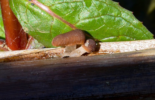 drobuľka pálková Psathyrella typhae (Kalchbr.) A. Pearson & Dennis