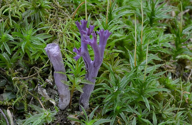 pastrapačka fialová Ramariopsis pulchella (Boud.) Corner