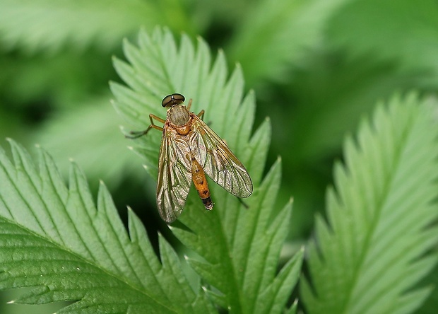 strehúň ♂ Rhagio tringarius (Linnaeus, 1758)