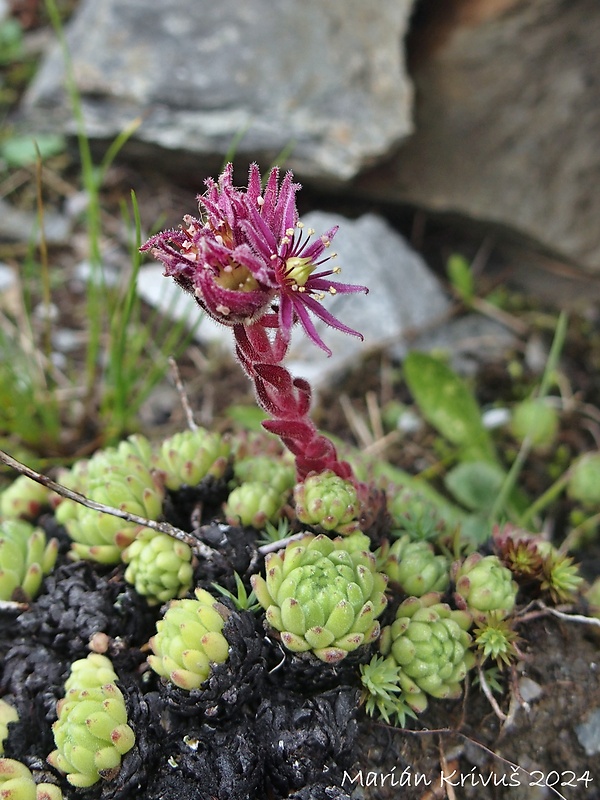 skalnica pavučinatá Sempervivum arachnoideum L.