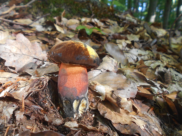 hríb zrnitohlúbikový Sutorius luridiformis (Rostk.) G. Wu & Zhu L. Yang