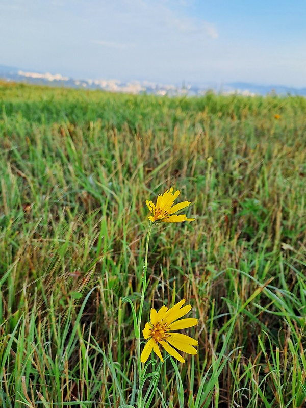 kozobrada lúčna Tragopogon pratensis L.