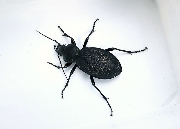 bystruška kožovitá  Carabus coriaceus