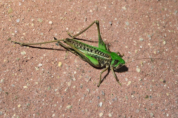 kobylka hryzavá  Decticus verrucivorus