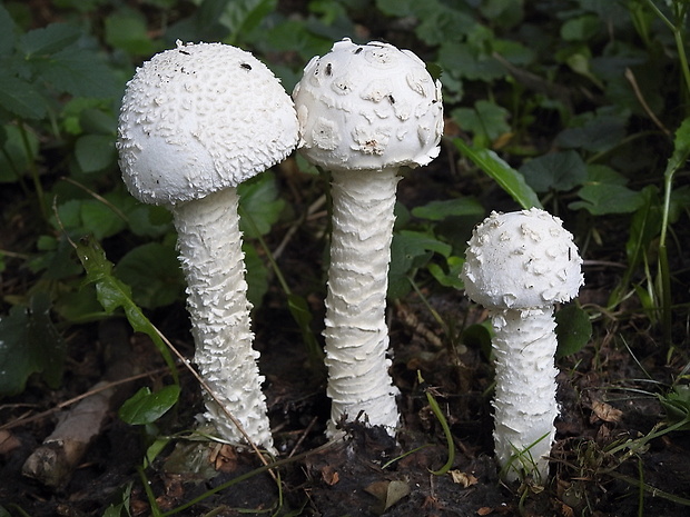 muchotrávka Vittadiniho Amanita vittadinii (Moretti) Vittad.