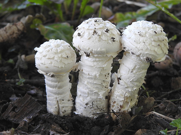 muchotrávka Vittadiniho Amanita vittadinii (Moretti) Vittad.