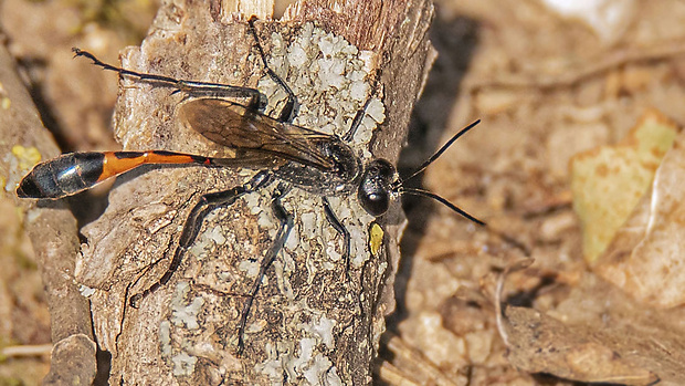 kutavka piesočná Ammophila sabulosa  (Linnaeus, 1758)