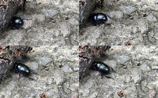 lajniak hôrny  Anoplotrupes stercorosus