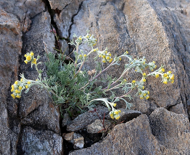 palina Artemisia genipi Stechm.