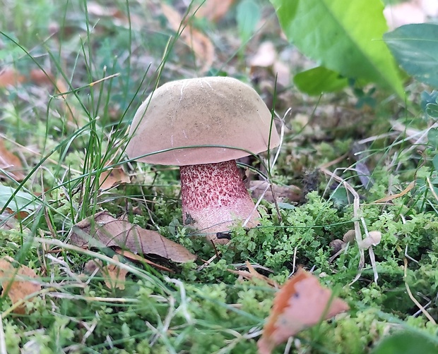 hríb Boletus sp.