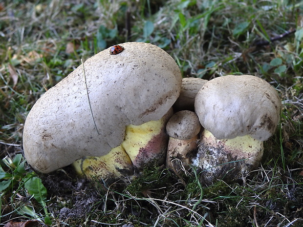 hríb horký Caloboletus radicans (Pers.) Vizzini