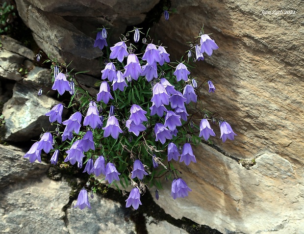 zvonček Campanula scheuchzeri Vill.