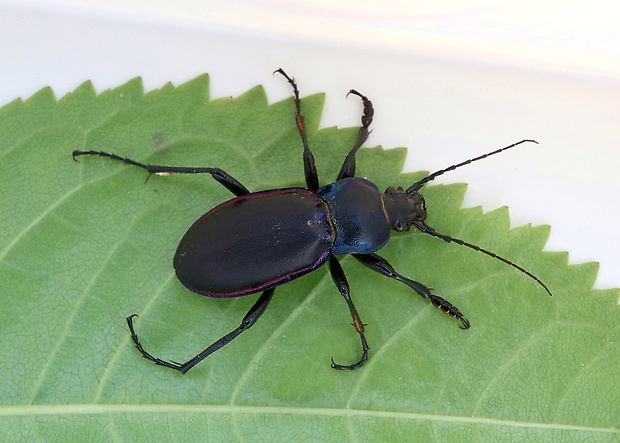 bystruška fialová Carabus violaceus