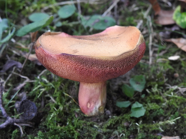 rubínovec obyčajný Chalciporus rubinus (W.G. Sm.) Singer