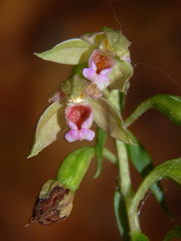 kruštík širokolistý pravý Epipactis helleborine subsp. helleborine (L.) Crantz