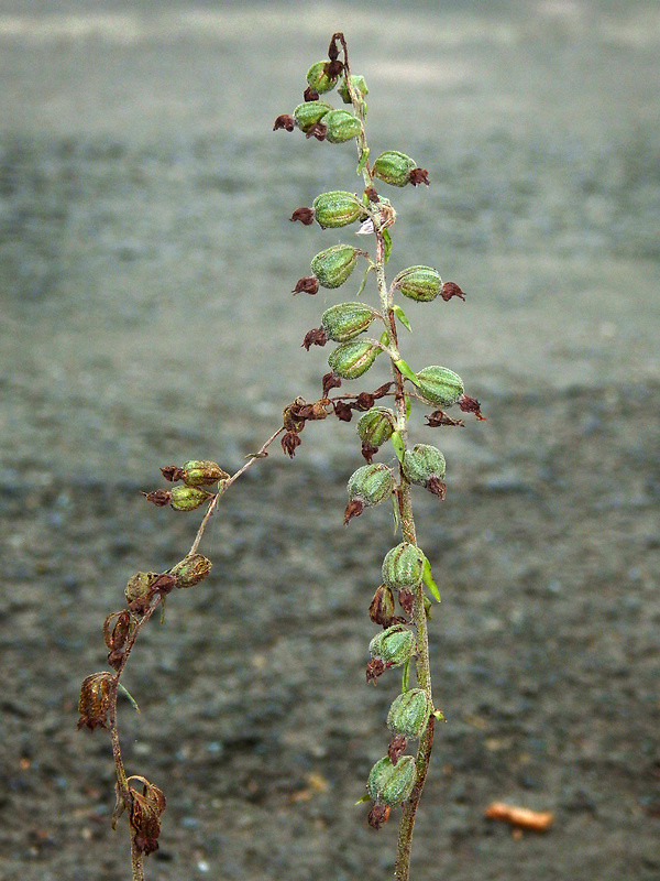 kruštík drobnolistý Epipactis microphylla (Ehrh.) Swartz