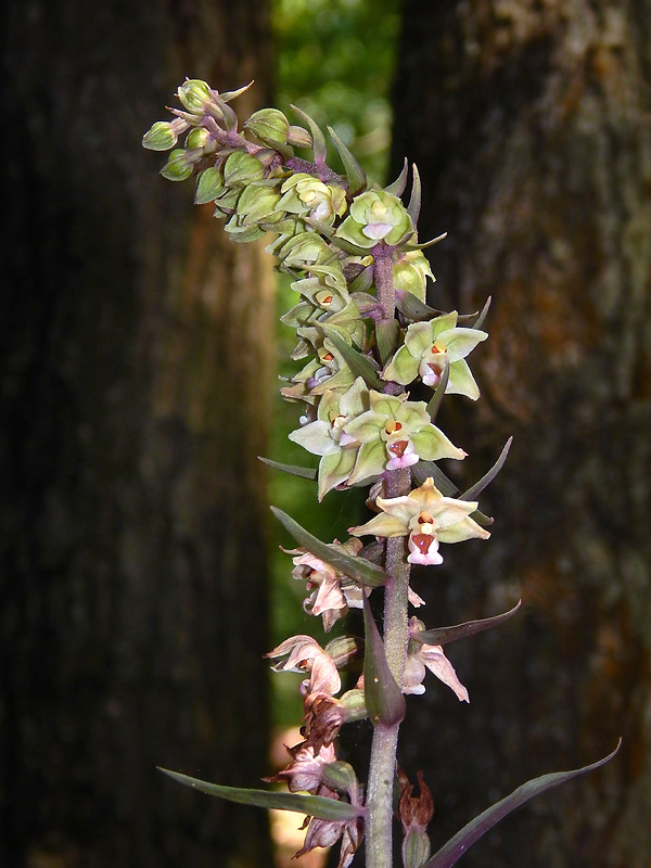 kruštík modrofialový Epipactis purpurata Sm.