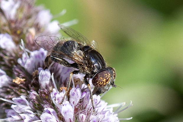 pestrica Eristalinus sepulchralis (Linnaeus, 1758)