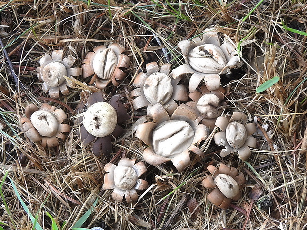 hviezdovka kvetovitá Geastrum floriforme Vittad.