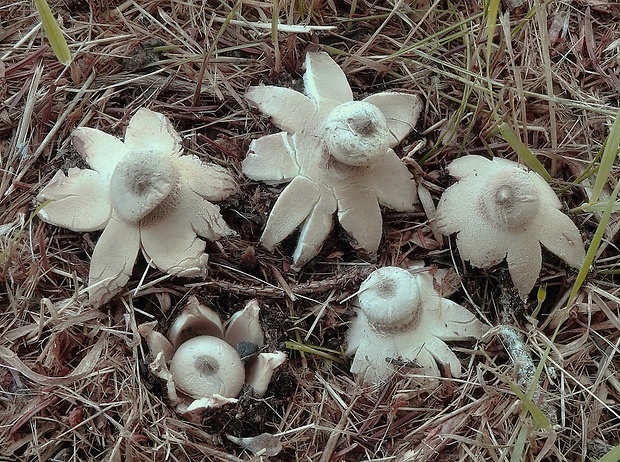 hviezdovka golierikovitá Geastrum striatum DC.