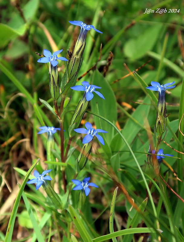 horec snežný Gentiana nivalis L.