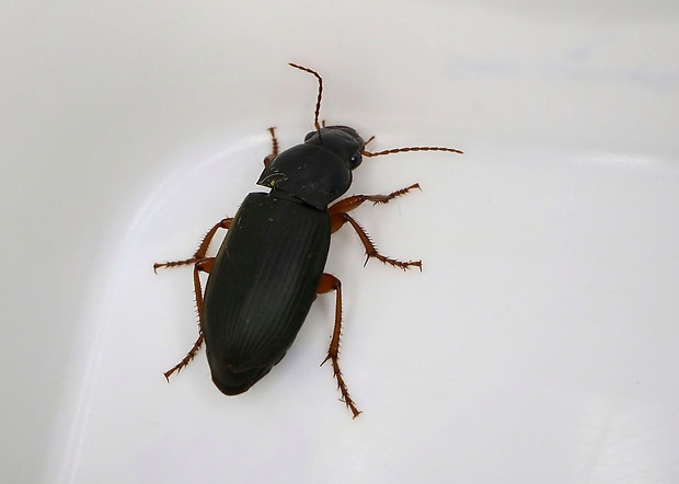 utekáčik Harpalus rufipes