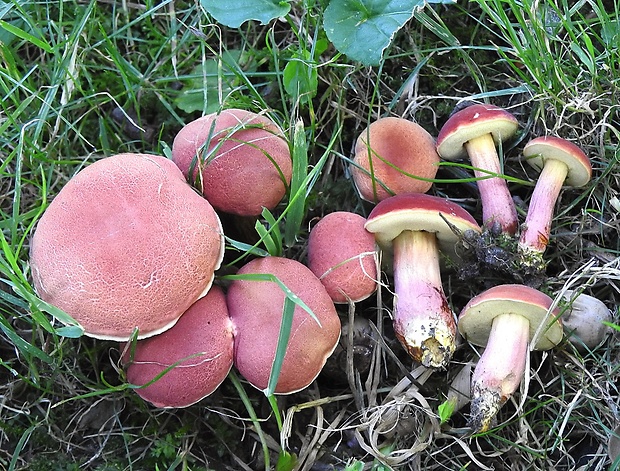 suchohríb karmínový Hortiboletus rubellus (Krombh.) Simonini, Vizzini & Gelardi