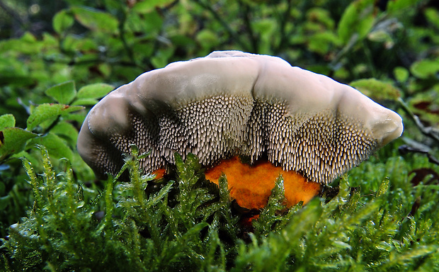 jelenkovka oranžová Hydnellum floriforme (Schaeff.) Banker