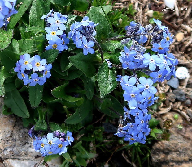 nezábudka alpínska Myosotis alpestris F. W. Schmidt