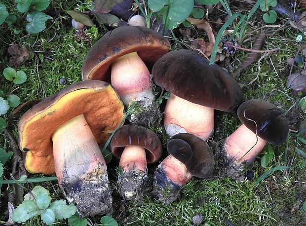 hríb zrnitohlúbikový odfarbený Neoboletus xanthopus (Quél.) Krieglst.