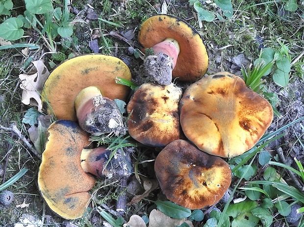 hríb zrnitohlúbikový odfarbený Neoboletus xanthopus (Quél.) Krieglst.