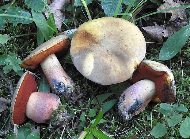 hríb zrnitohlúbikový odfarbený Neoboletus xanthopus (Quél.) Krieglst.