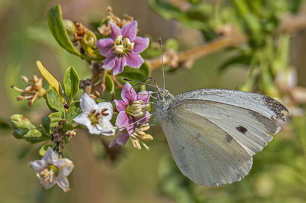 mlynárik repový Pieris rapae