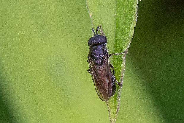 pestrica ♂ Pipizella virens  (Fabricius, 1805)