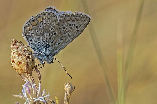 modráčik obyčajný Polyommatus icarus