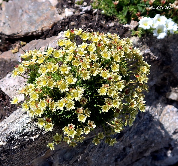 lomikameň pižmový Saxifraga moschata Wulfen