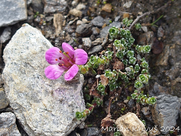 lomikameň protistojnolistý Saxifraga oppositifolia L.