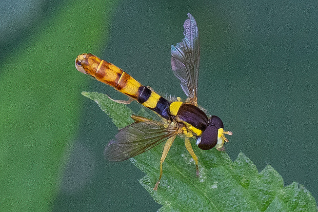 pestrica ♂ Sphaerophoria scripta (Linnaeus, 1758)