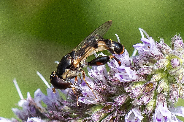 Pestrica piskľavá ♂ Syritta pipiens  (Linnaeus, 1758)